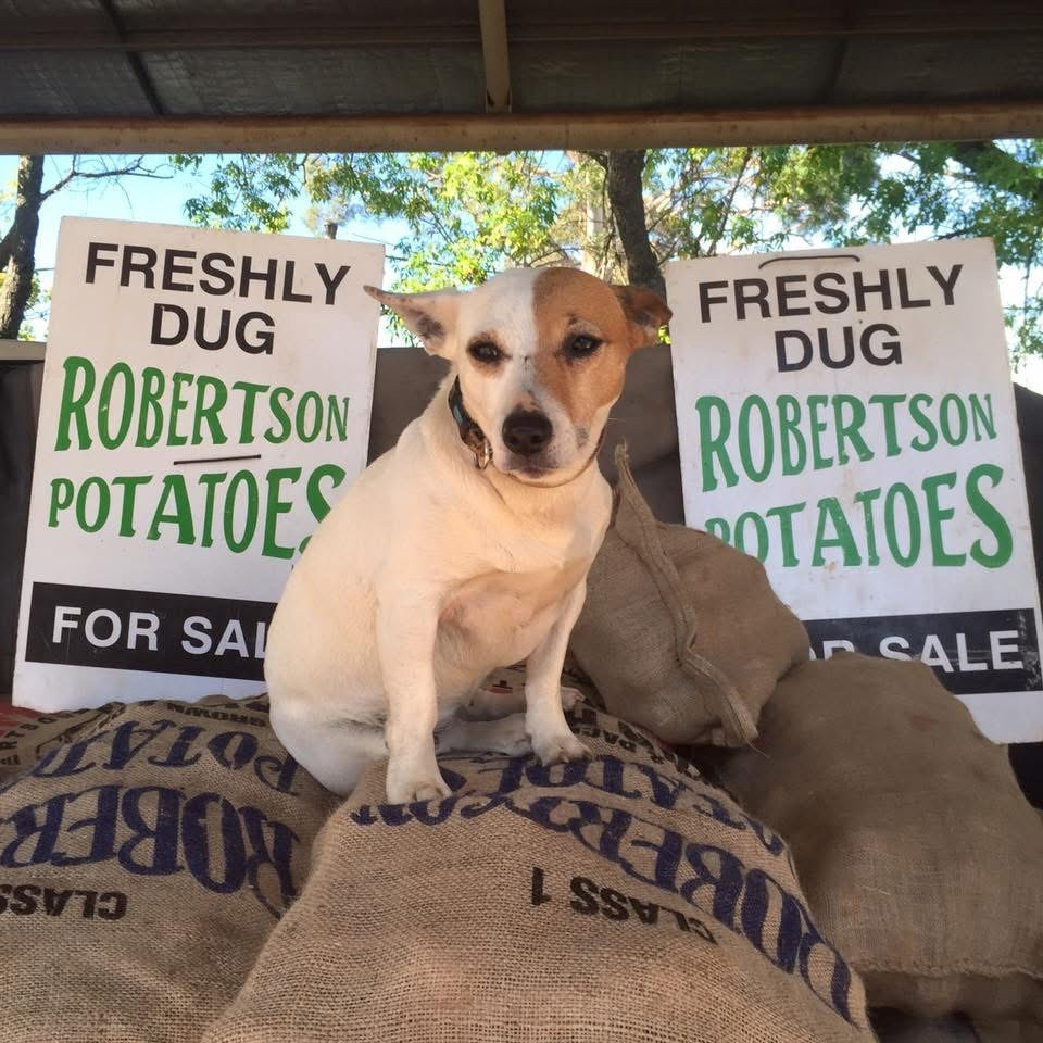 Robertson potatoes were a mainstay of the old markets. Supplied.