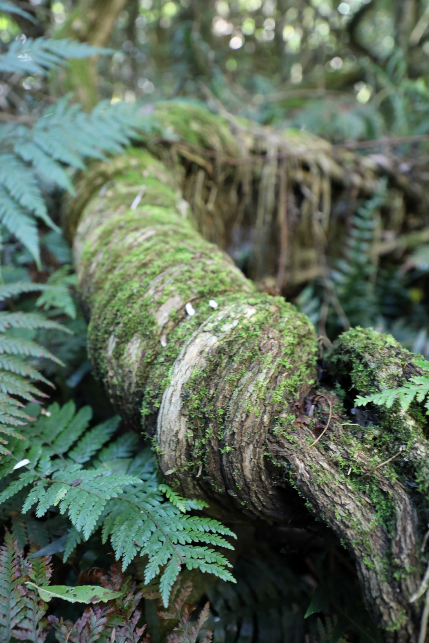 The Robertson Nature Reserve.