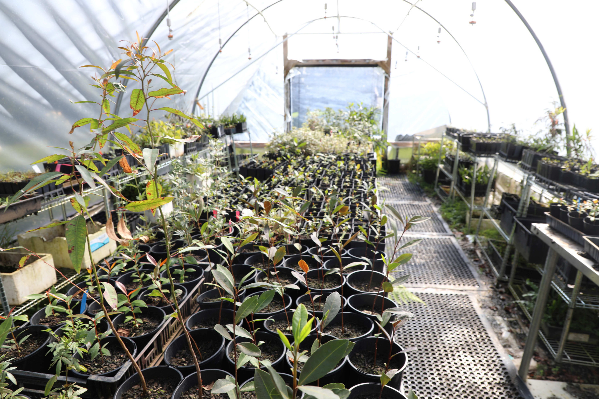 Students have been propagating plants every Wednesday for the past two years.