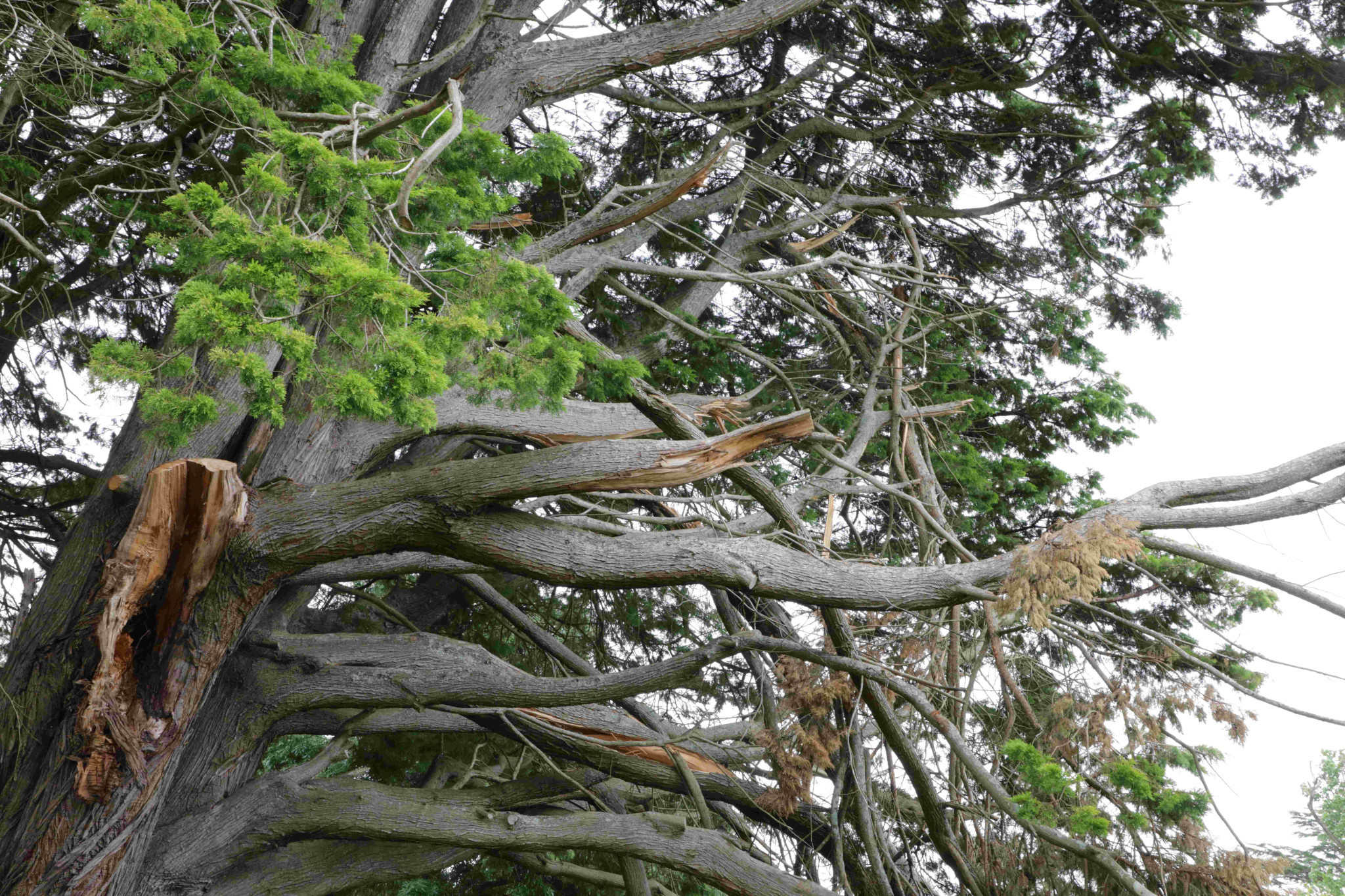 Residents are concerned about the tree. Supplied.